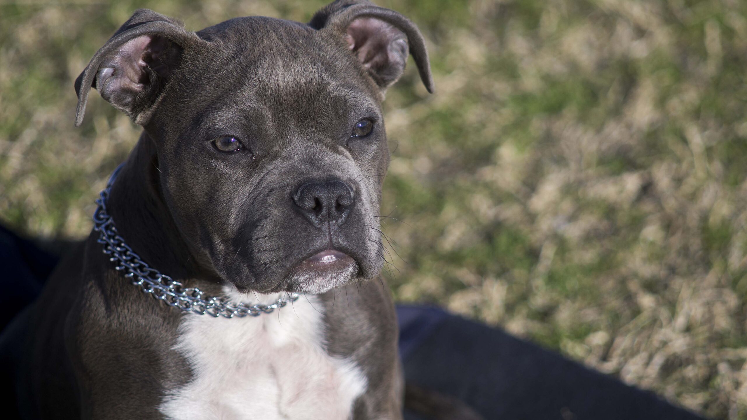 Un piccolo Pitbull Monster