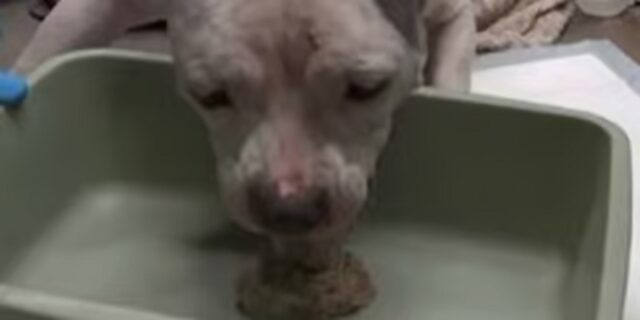 Pitbull partorisce i suoi cuccioli e sta male: il veterinario le salva la vita