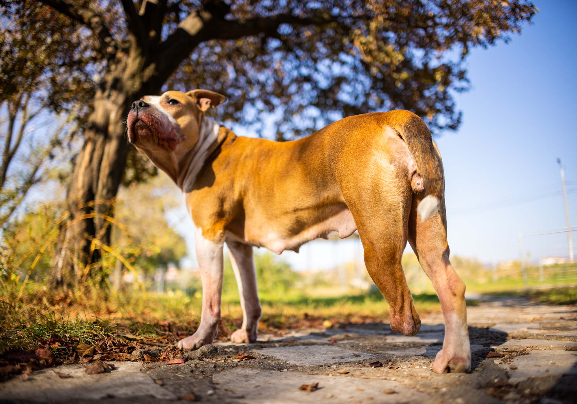 Pitbull Pynat in piedi