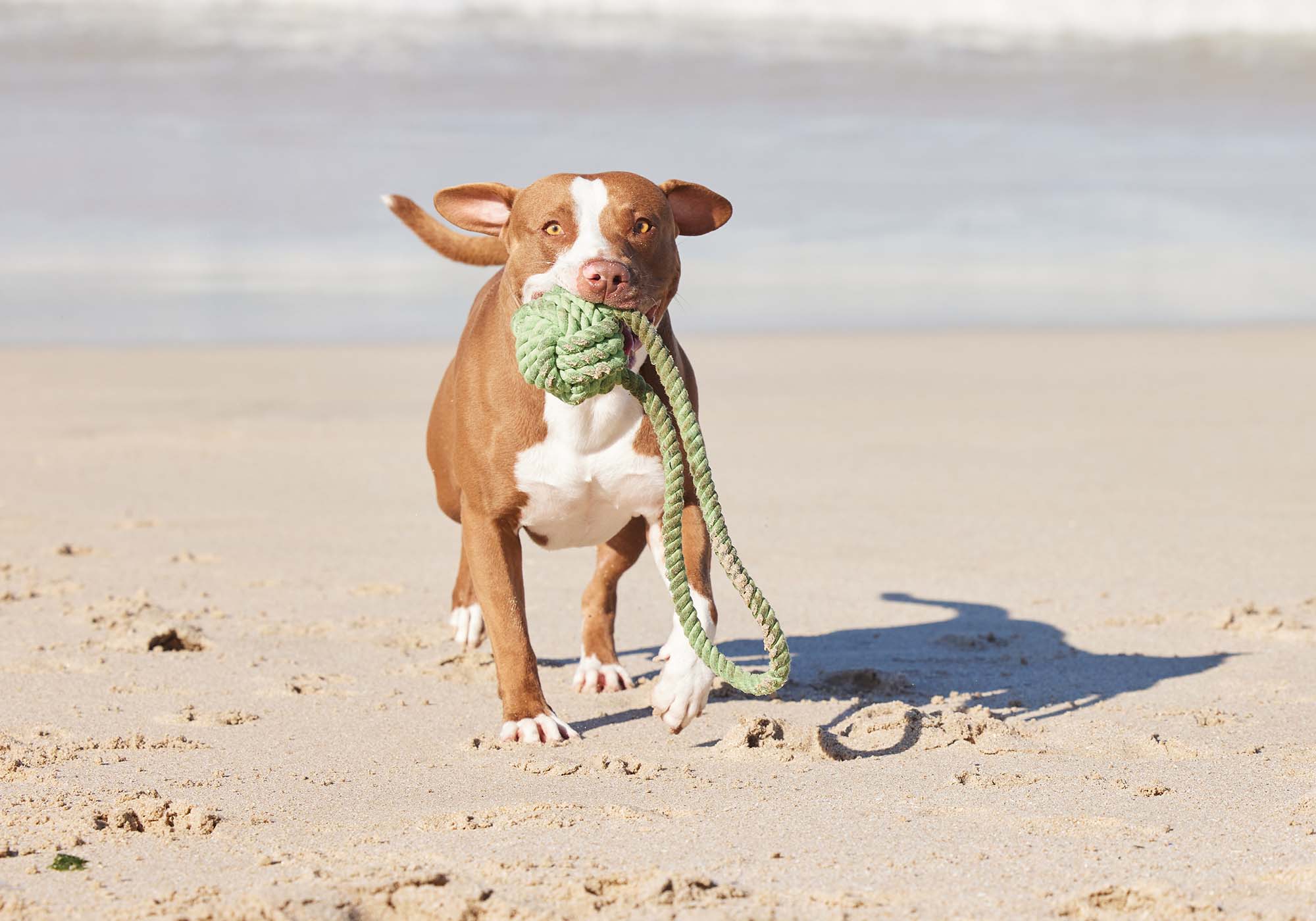 Pitbull Pynat che gioca sulla spiaggia