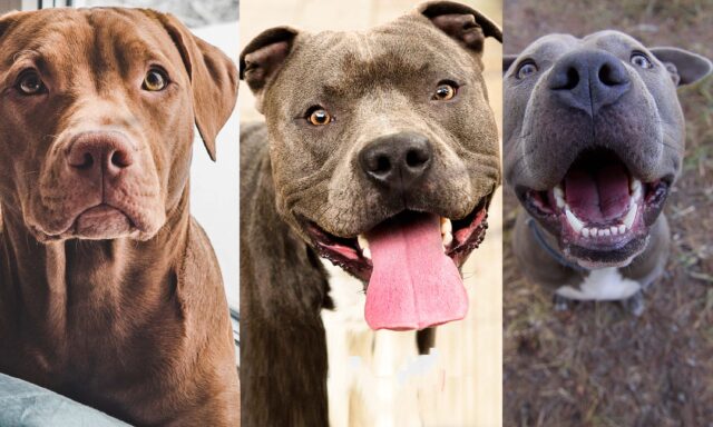 Pitbull Red Nose, Black Nose e Blue Nose: la variante di razza è una questione di naso