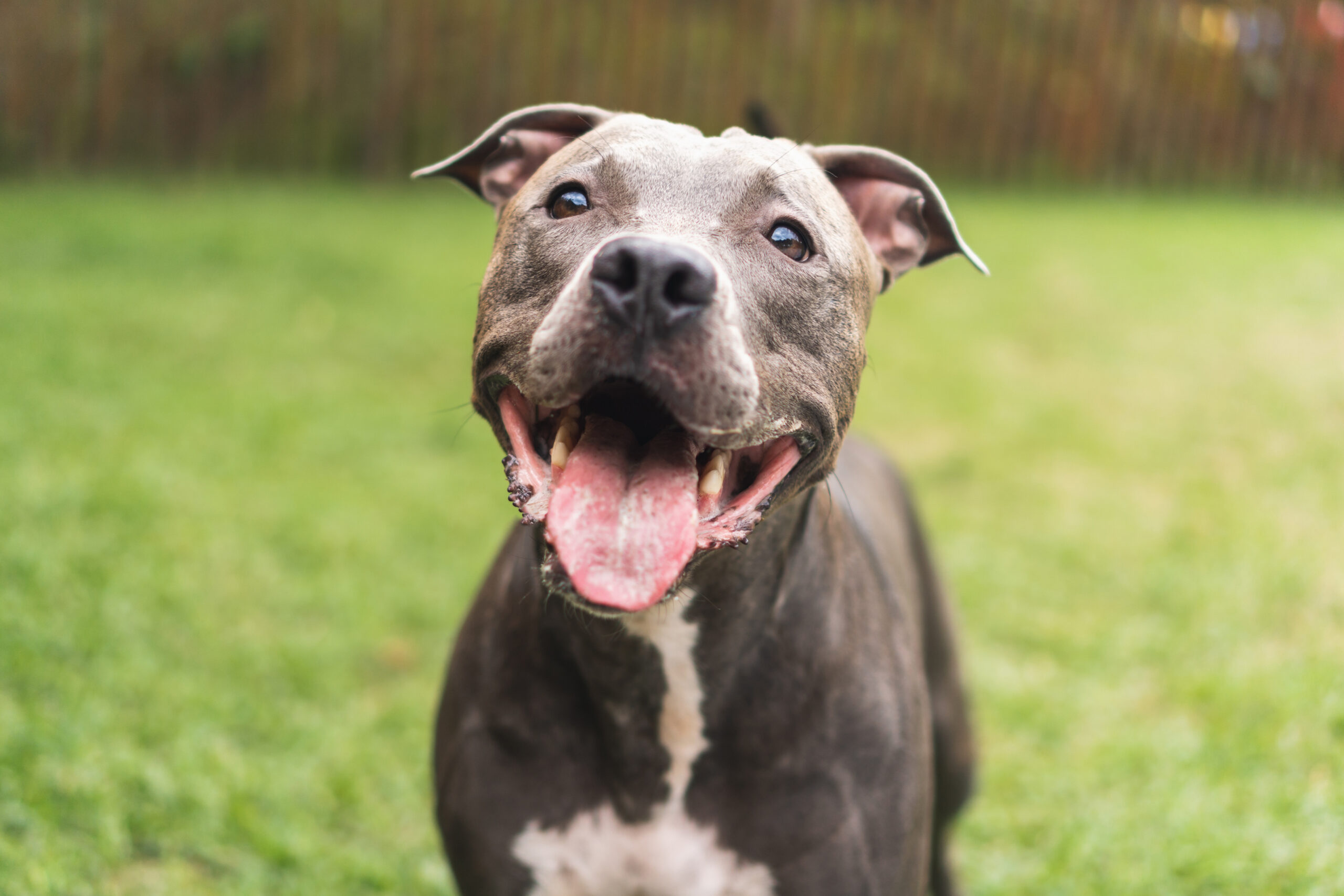 Un Pitbull Black Nose all'aperto