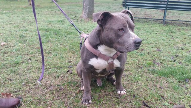 Pitbull ritorna nel centro commerciale dove andava con il proprietario, che ora non è più al suo fianco