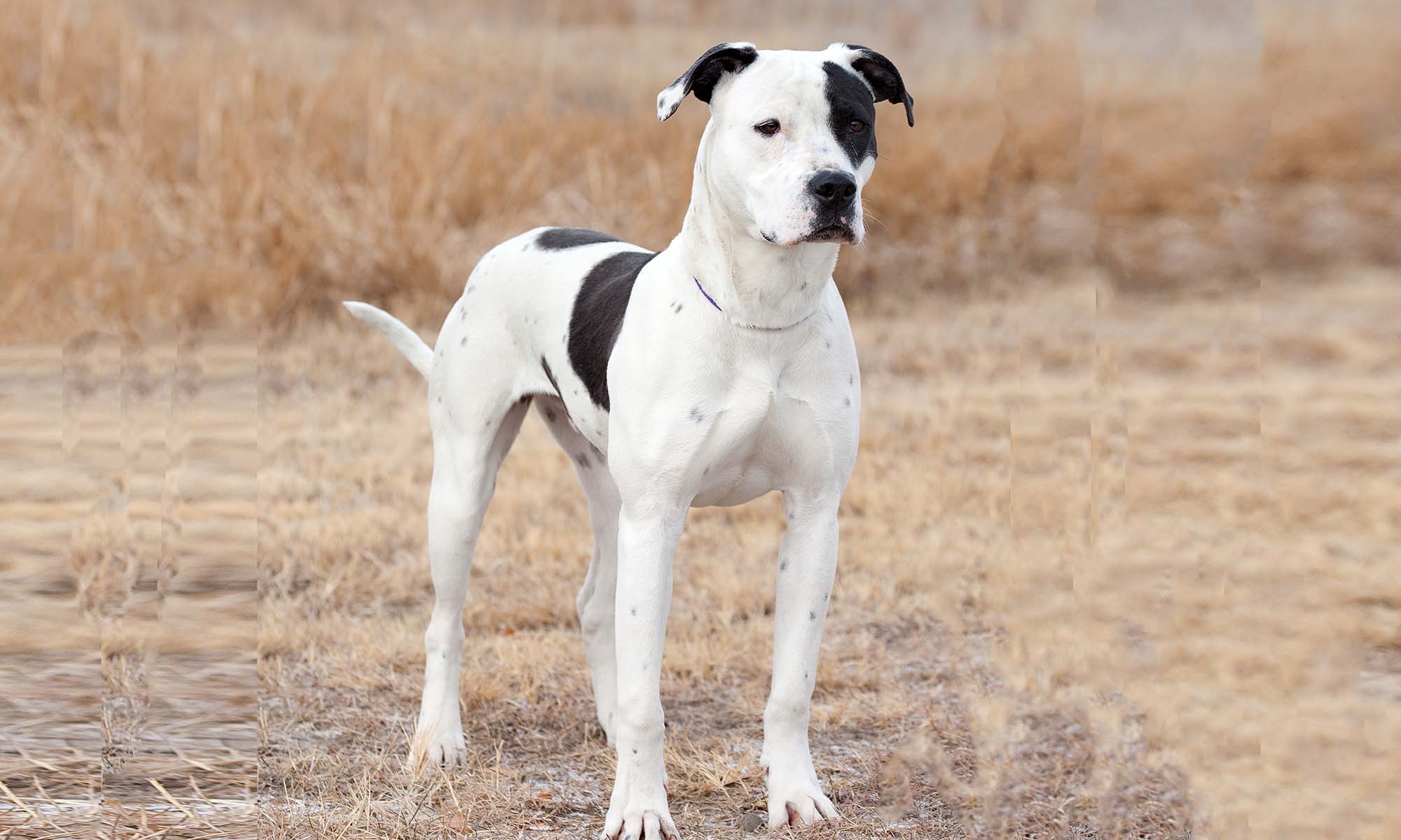 Pitbull Spike in un campo