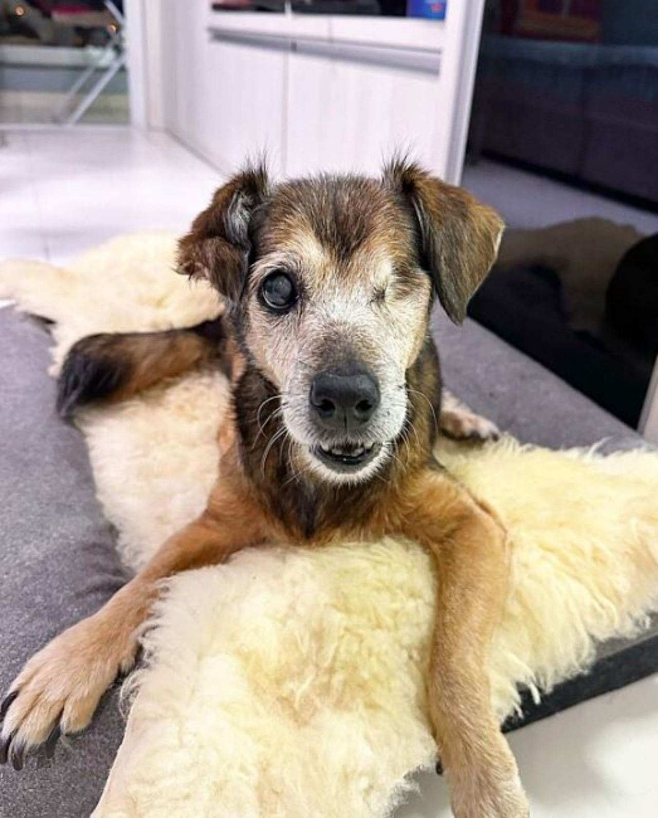 Una cagnolina con un occhio solo