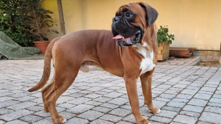 cane tiago boxer marrone