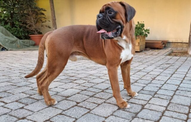 Quarrata, Tiago sparisce senza lasciare tracce, l’appello per ritrovare il cane di razza Boxer