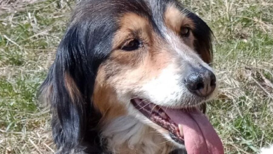 cagnolina meticcia anziana