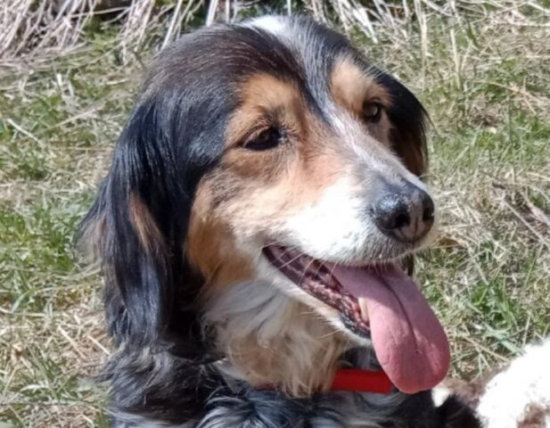 Riva del Garda, scomparsa Nuvola, la cagnolina di 14 anni fa perdere le sue tracce nei boschi