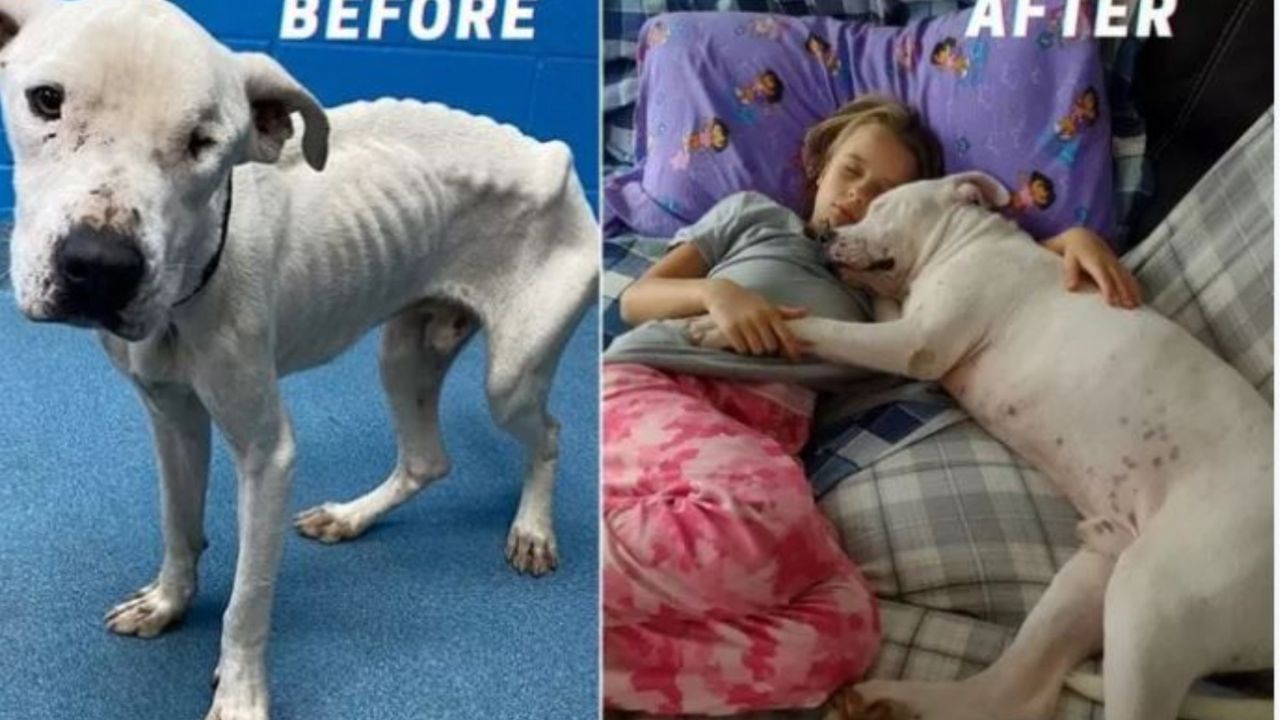 Un cane prima e dopo la sua adozione