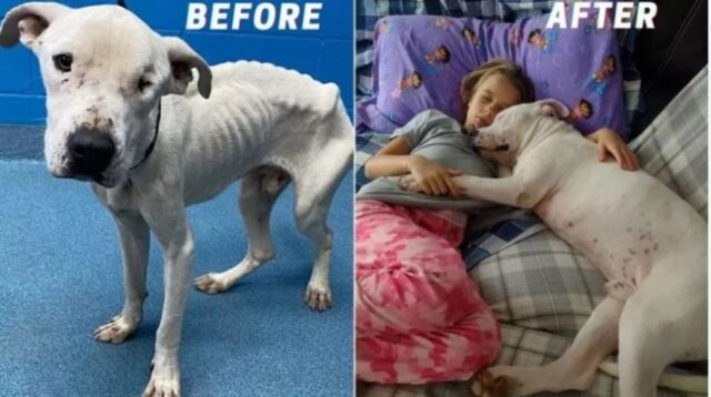 La trasformazione meravigliosa di Rocco: un cane abbandonato che aveva solo bisogno di amore
