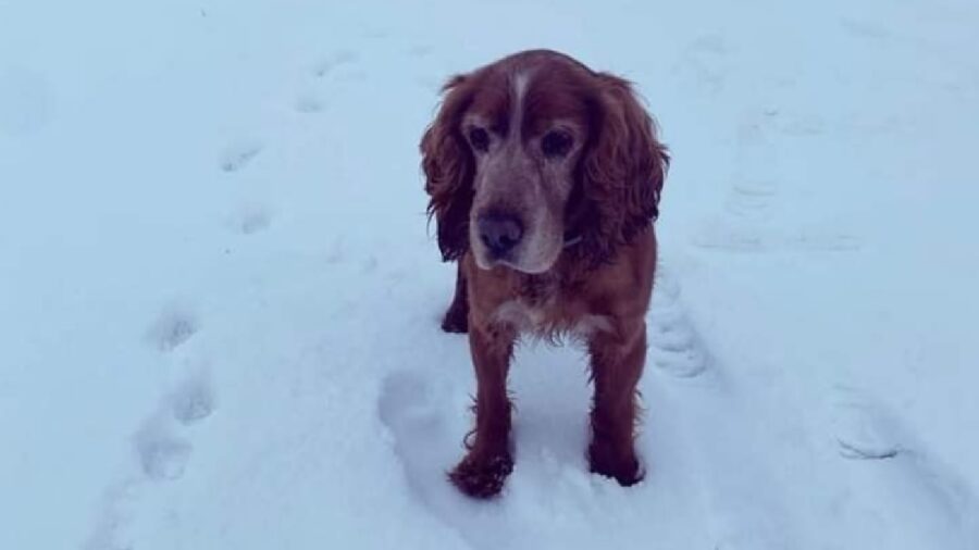 cagnolino cocker si chiama jerry