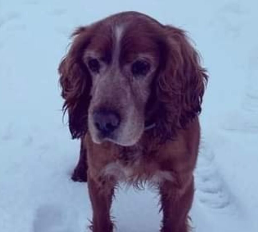 cane circondato da neve