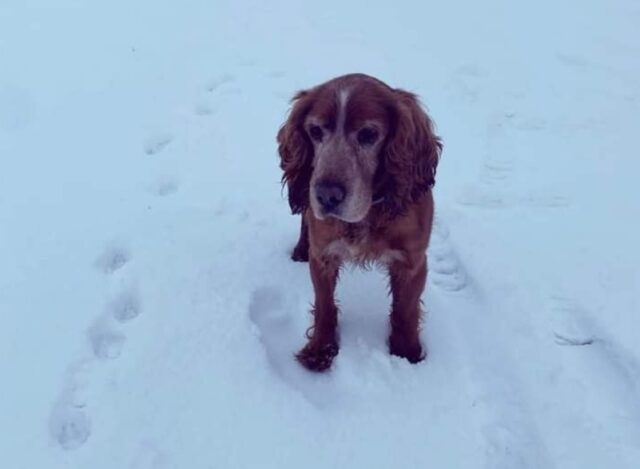 Saluzzo, cagnolino scompare nel nulla, Jerry è un Cocker di 13 anni