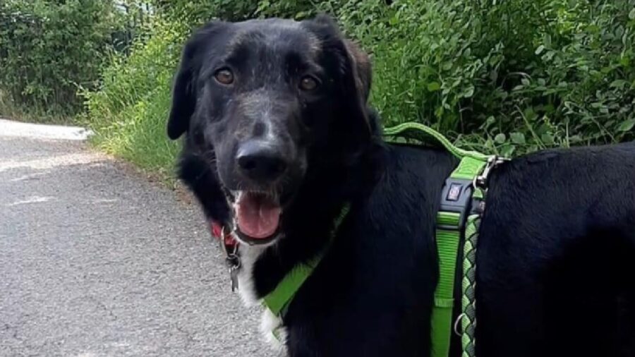 cagnolina lungo la strada