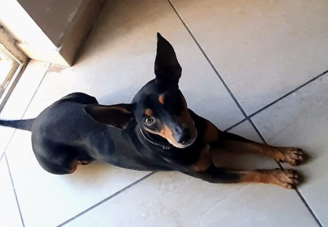 San Cipriano d’Aversa, non conoscono sosta le ricerche per Balù, la scomparsa del cagnolino Pinscher è stata denunciata