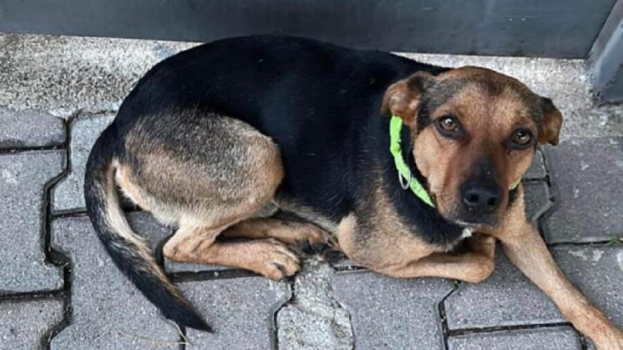 cagnolino collare verde fluo