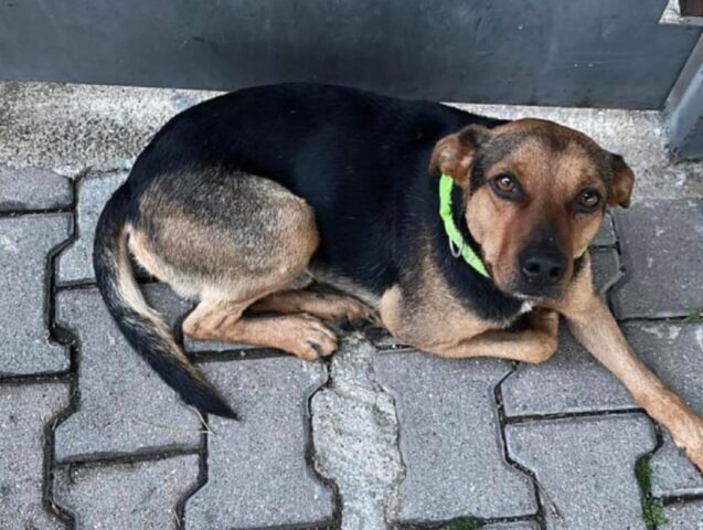 San Felice a Cancello, troppi dubbi sulla scomparsa del cane Yago, i proprietari vogliono scoprire la verità