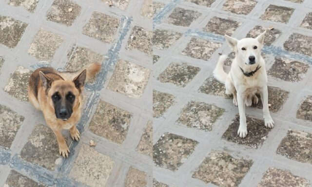 Sannicola, i cani Thor e Bolt sono in fuga, la coppia è stata avvistata lontana da casa