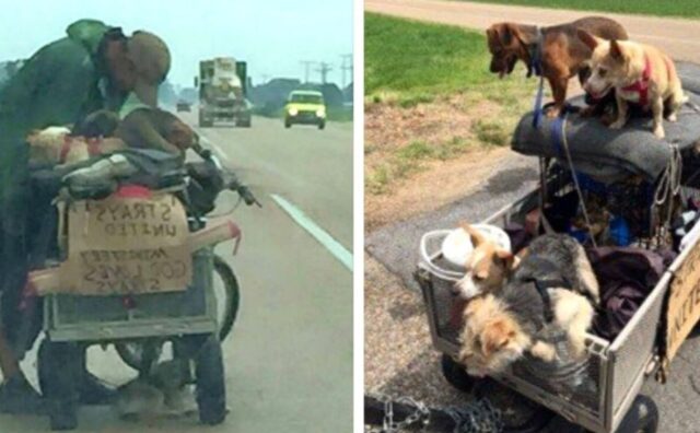 Questo senzatetto attraversa l’intero Paese con l’unico scopo di salvare tutti i cani randagi