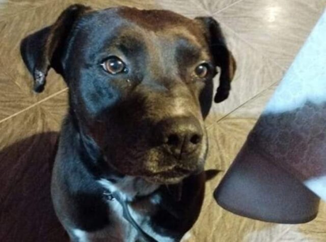 Serrenti, Marshall si è smarrito, questo cagnolino di 10 anni non trova la via del ritorno