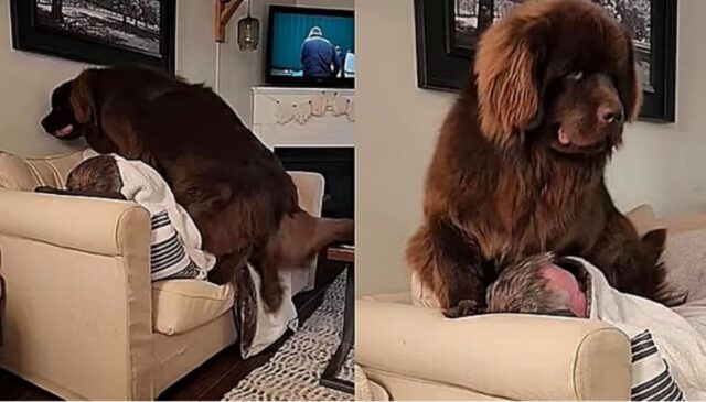 Terranova gigante pensa di essere un piccolo cucciolo e si siede dove vuole creando scompiglio