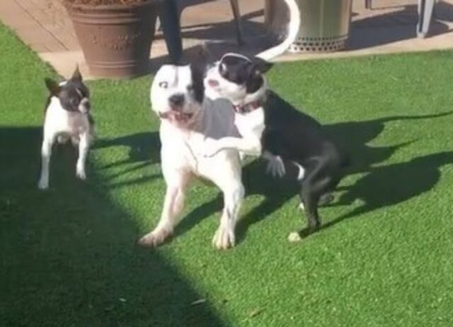 Il momento del gioco tra tre cani stava per finire male, ma per fortuna è tutto ok! (VIDEO)