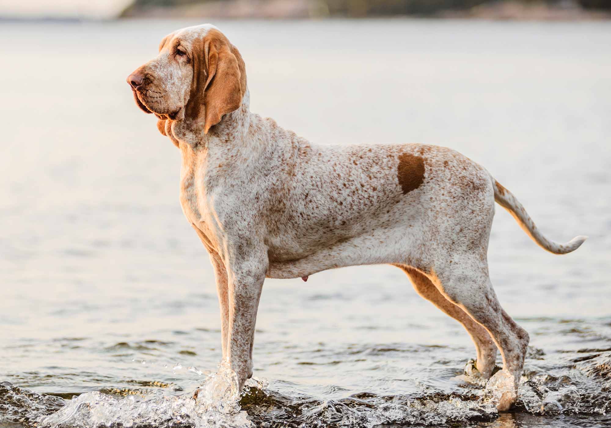 Bracco Italiano sul lago