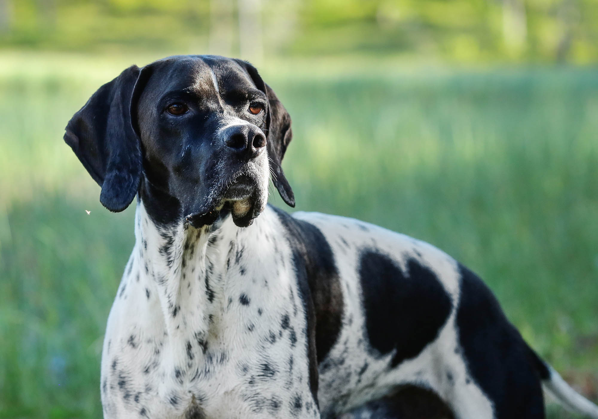 Un bracco d'Auvergne all'aperto