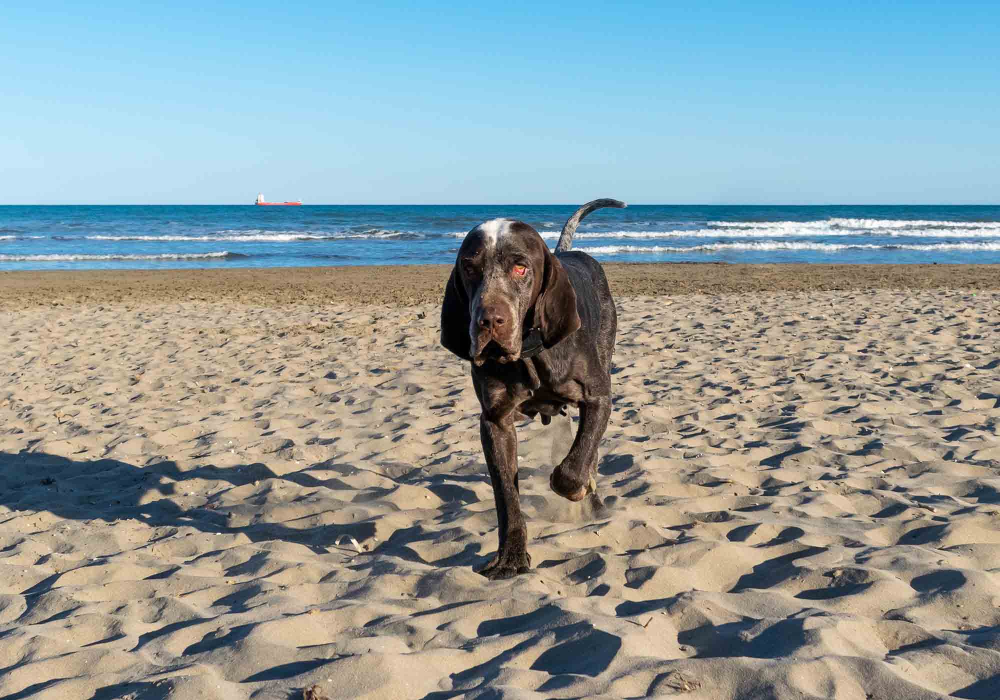  Bracco di Burgos in spiaggia