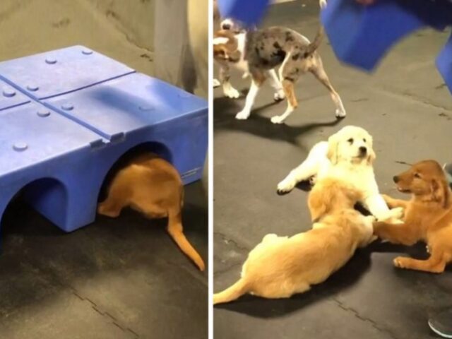 Beccati! Questi cuccioli di Golden Retriever si tengono la zampa a vicenda per darsi coraggio