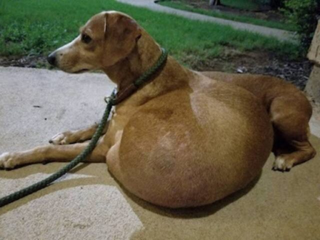 Aveva un tumore così enorme da non poter neanche muoversi: questo cane è stato soccorso appena in tempo