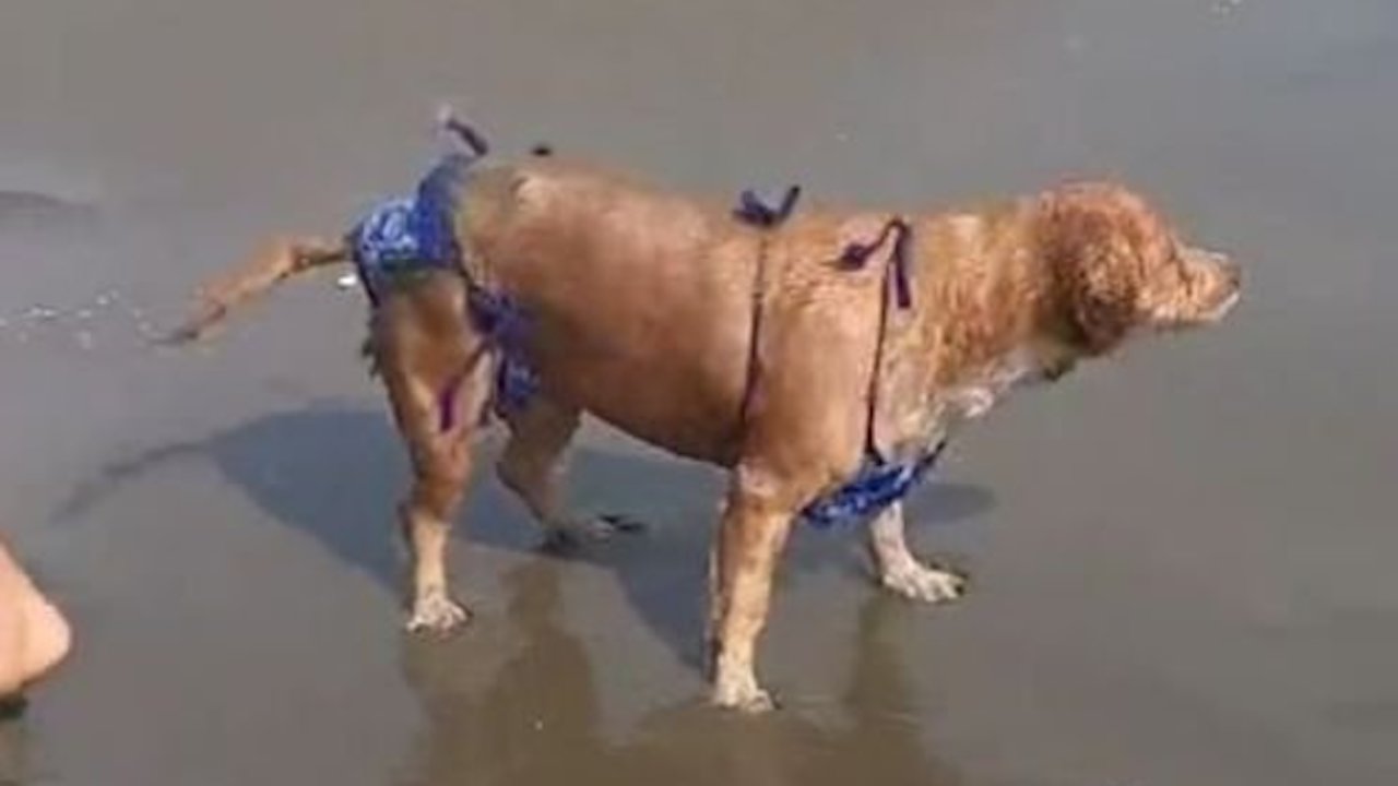 Cagnolina indossa un bikini