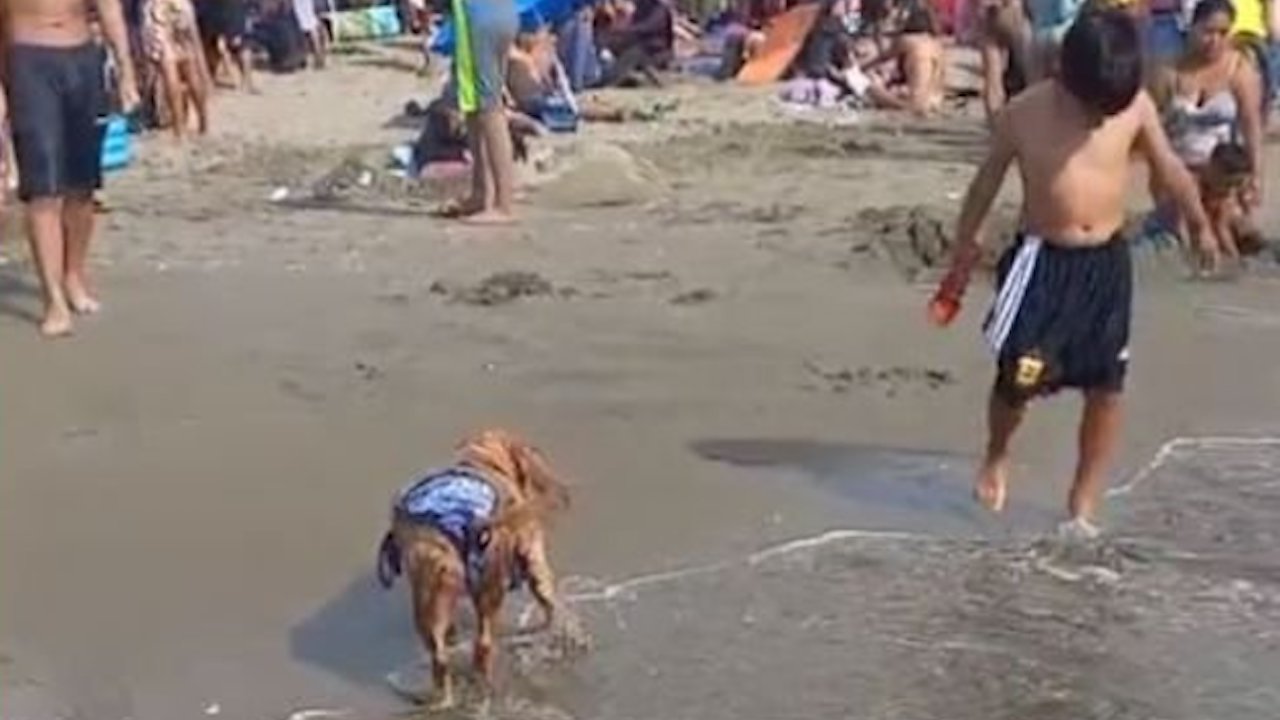 Cagnolina con bikini in spiaggia