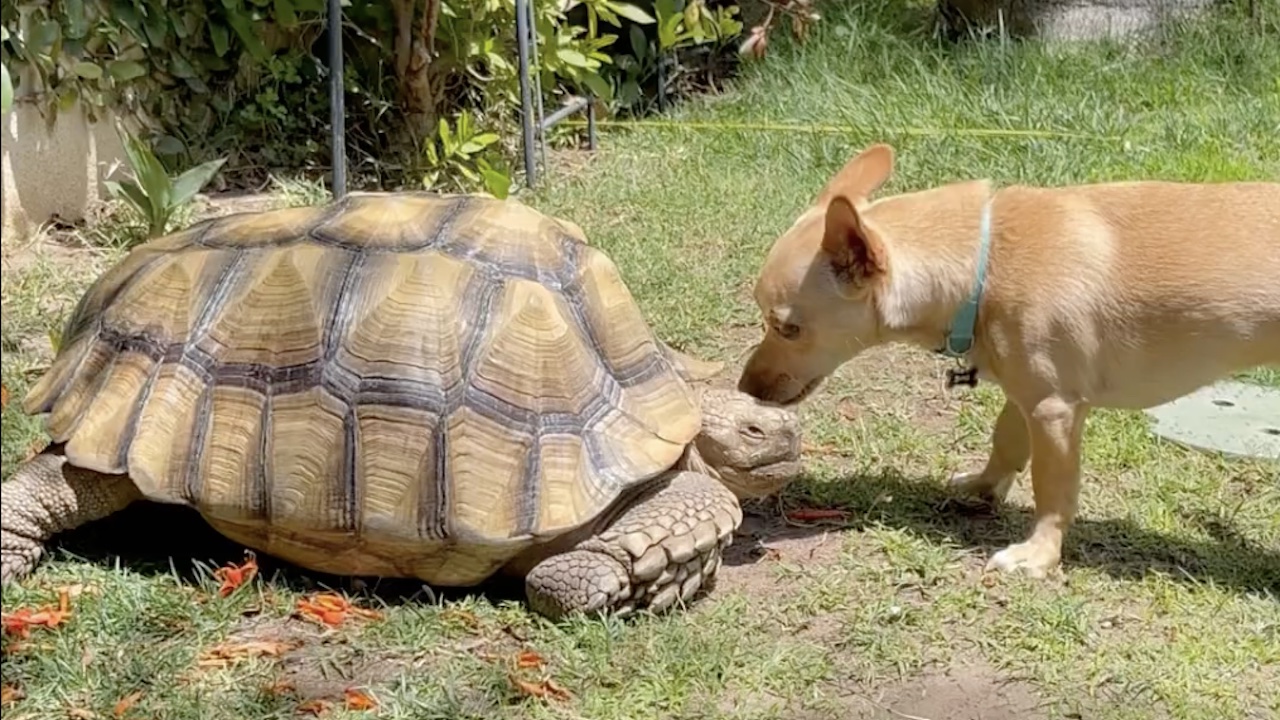 Cagnolino gioca con la tartaruga