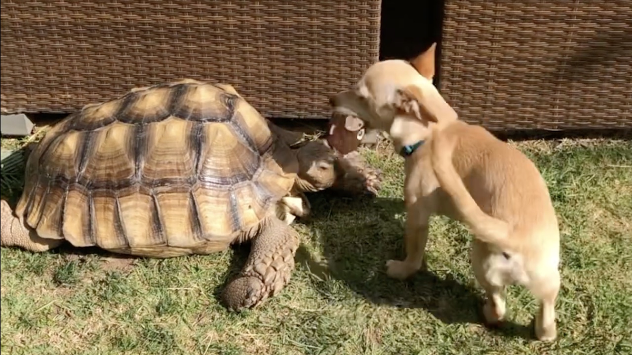 Cane porta gioco a tartaruga