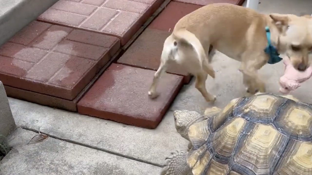 Cane e tartaruga giocano