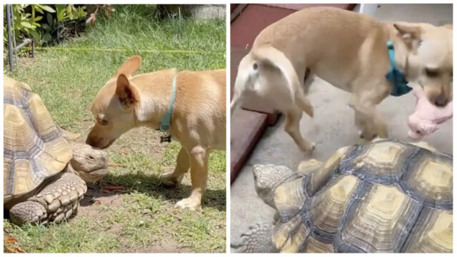 Cane gioca insieme a una tartaruga