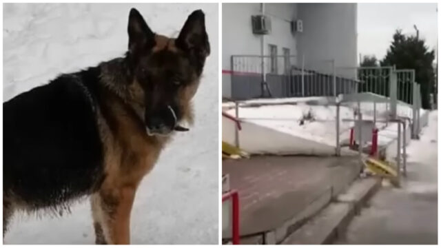 Non sapendo di essere stato abbandonato, il cane aspetta fino allo sfinimento il suo padrone alla stazione degli autobus