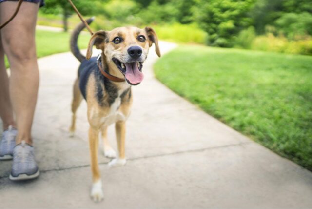 Cani e gatti, il benessere parte dal peso-forma