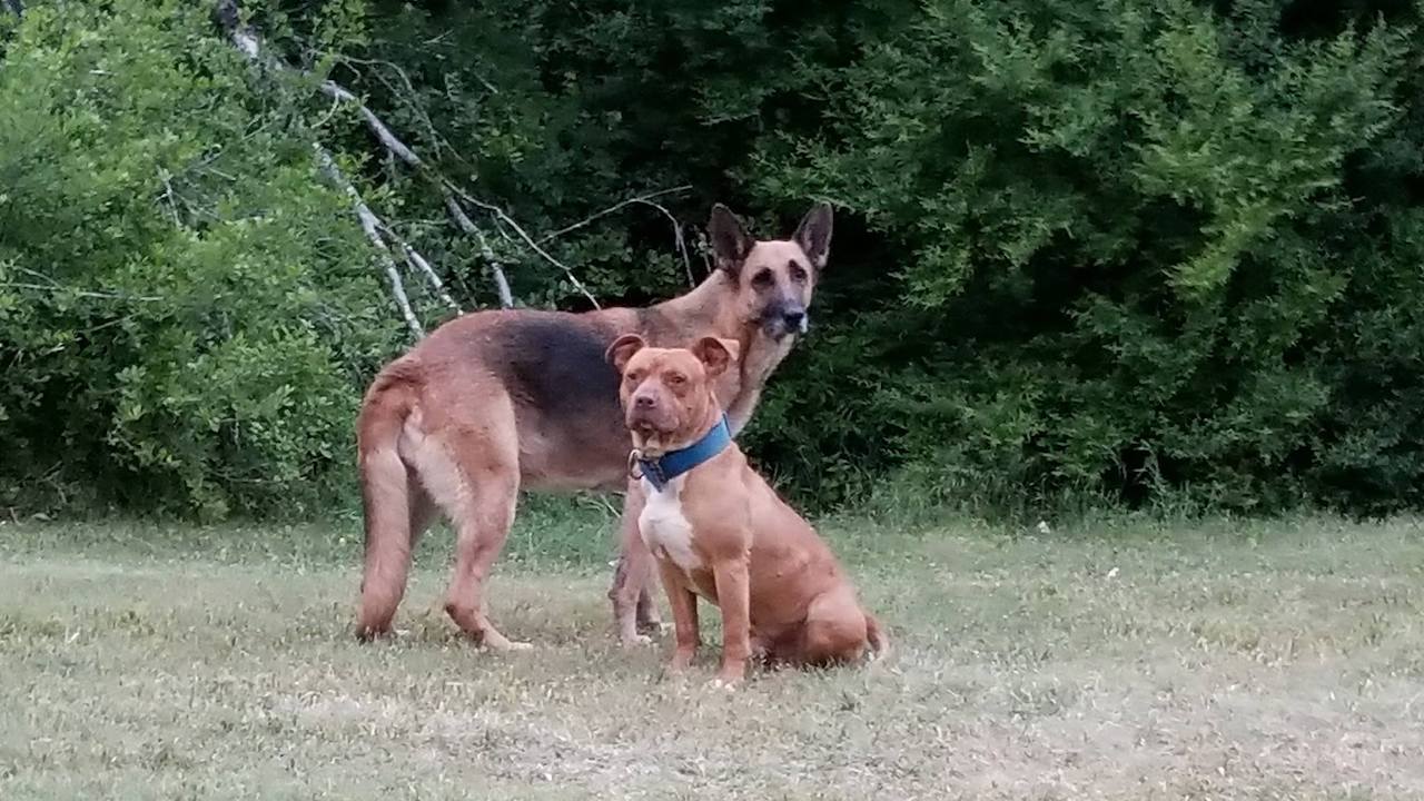 Pastore Tedesco e Pit Bull