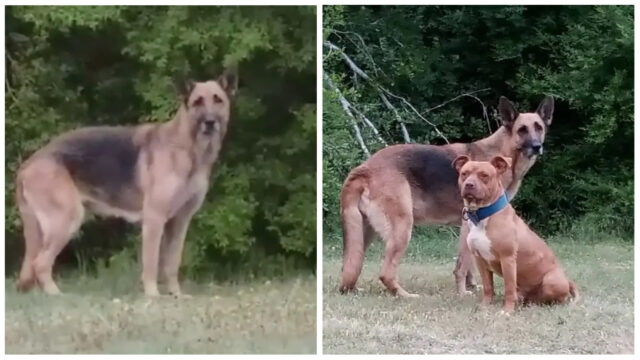 Il cane abbandonato accetta di essere salvato solo a patto che venga anche la sua nuova amica