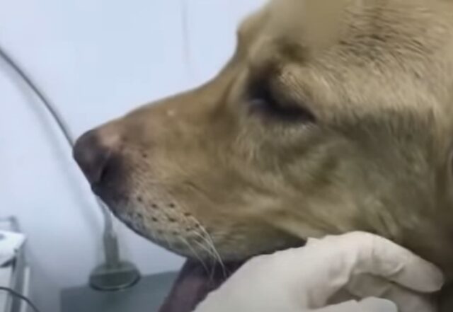 Gli occhi tristi di questo cane svelano l’inferno che ha vissuto mentre giaceva attendendo aiuto