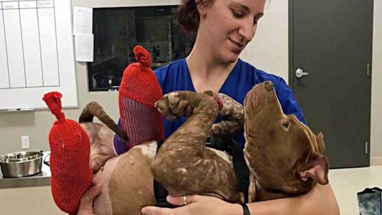 Pit Bull soccorso da una veterinaria