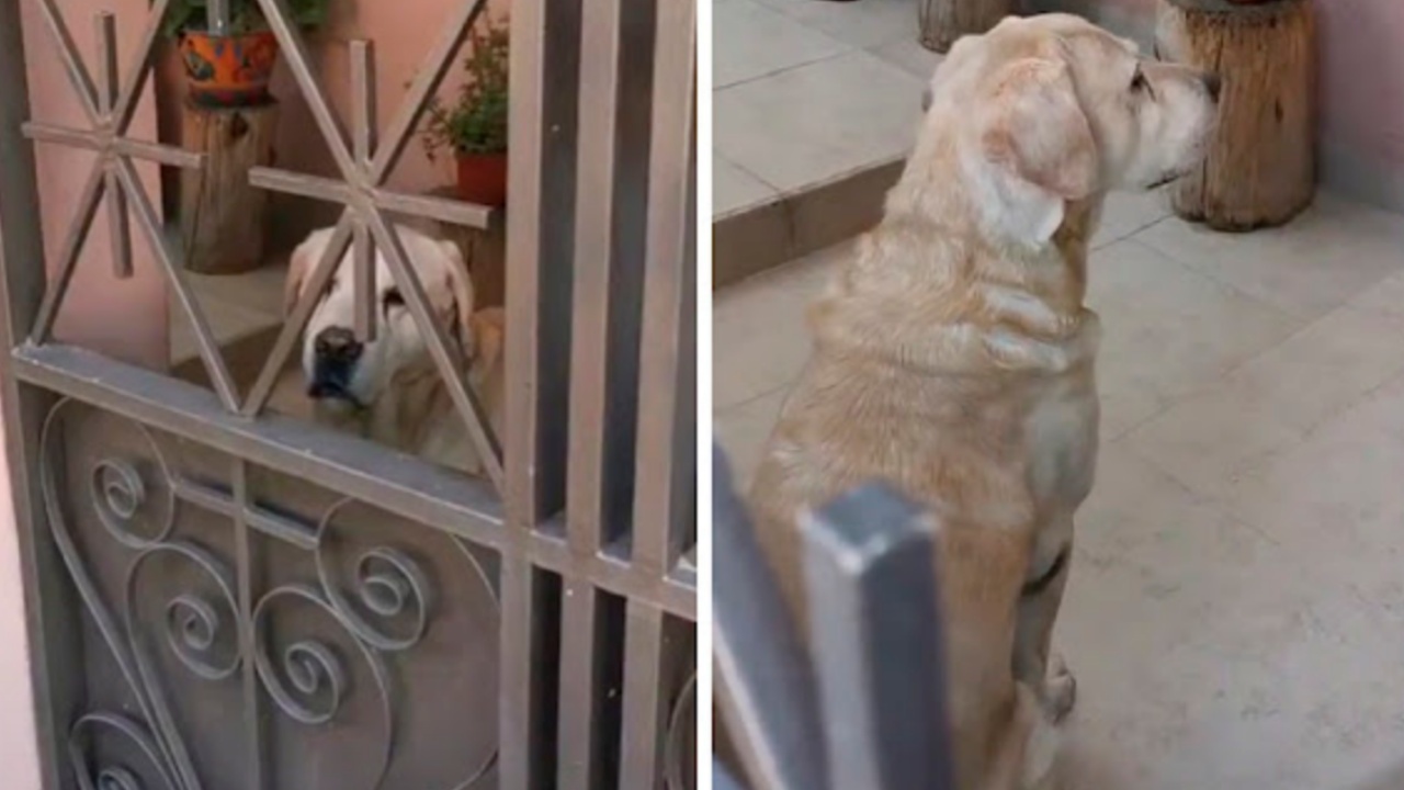 Cane lasciato a casa da giorni ignora la sua padrona