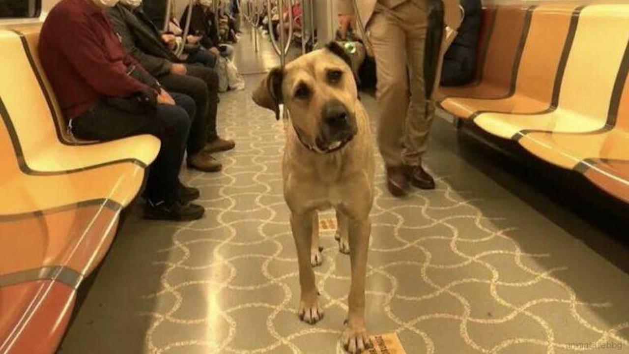 Cane sulla metro