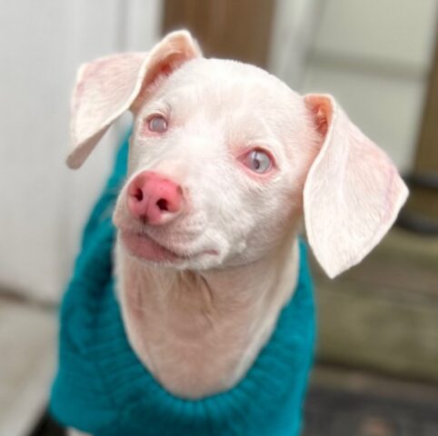 Lui è Piglet, il cucciolo di cane rosa che non può né vedere né sentire, ma fa innamorare tutti