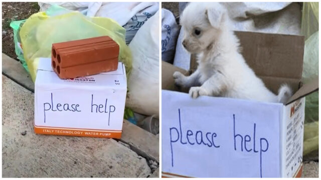 Un cucciolo di cane tristissimo ha aspettato per troppo tempo che qualcuno lo aiutasse
