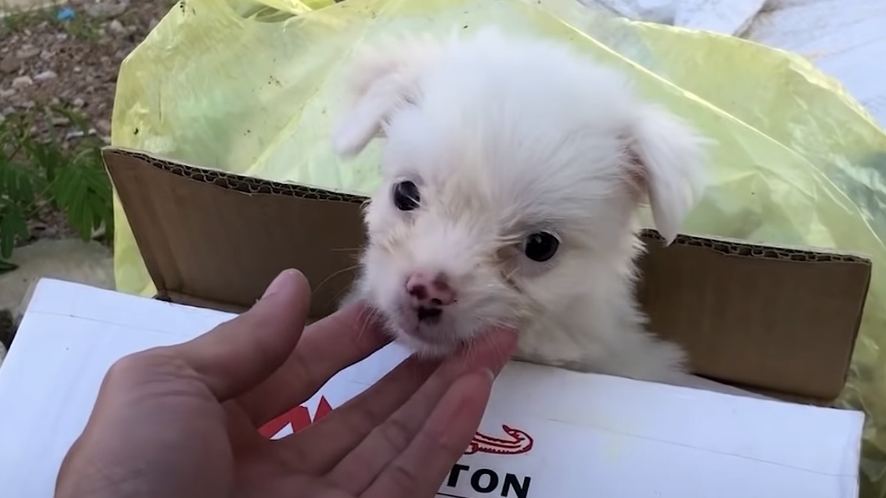 Cagnolino mette il muso fuori dalla scatola