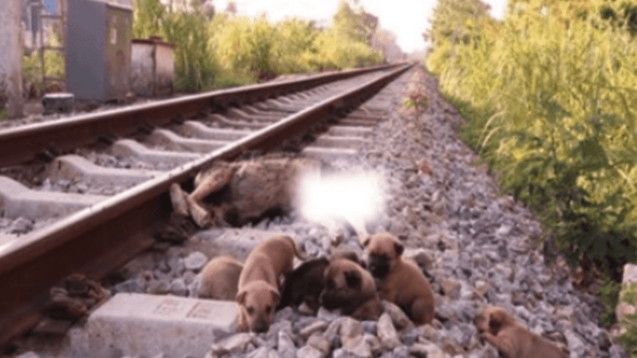 Cuccioli vicino binari treno